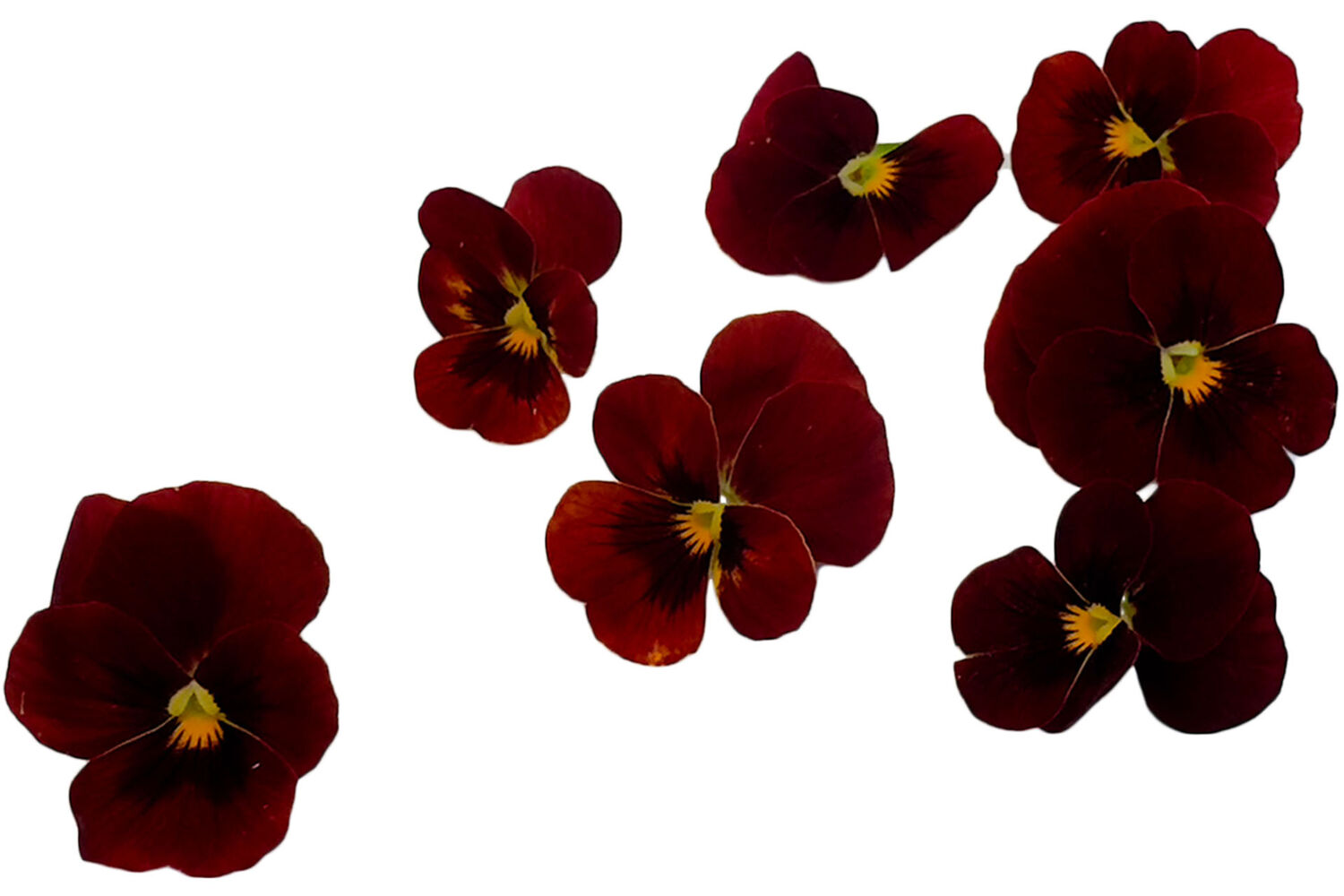 Eetbare bloem viooltjes rood 22st stuk 1