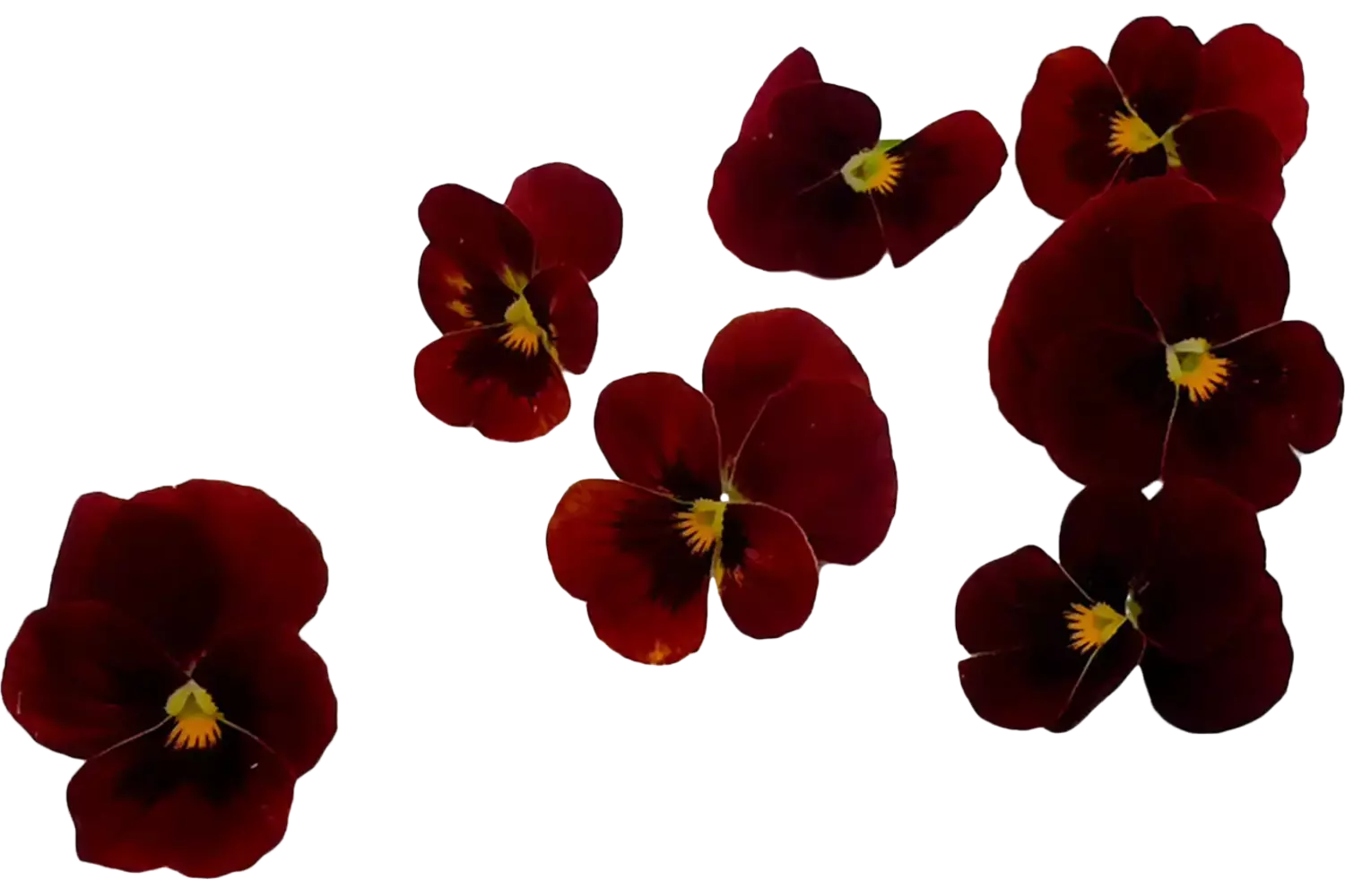 Eetbare bloem viooltjes rood 22st stuk 1