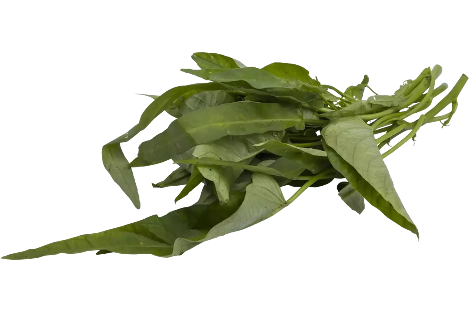 Waterspinazie 250gr stuk 1