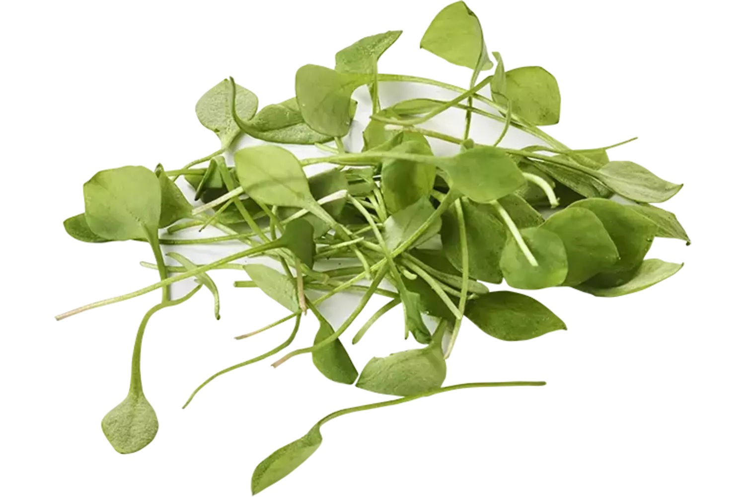 Winterpostelein cress verpakt 200gr stuk 1
