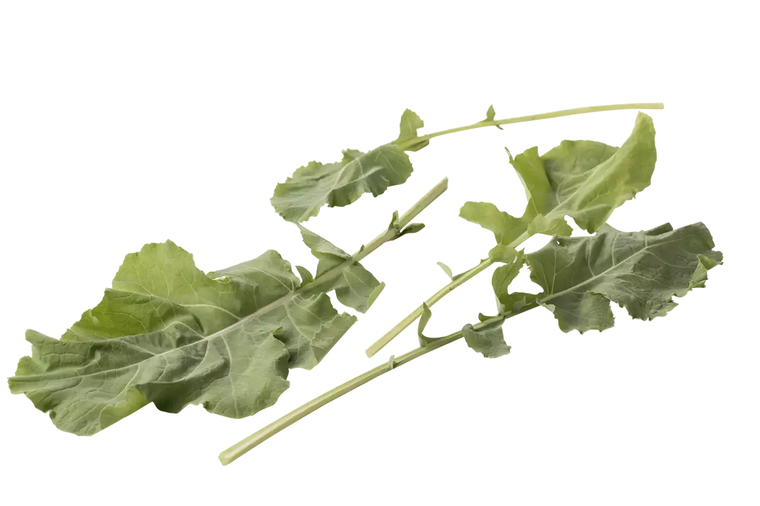 Mergkool groen verpakt 250gr stuk 1