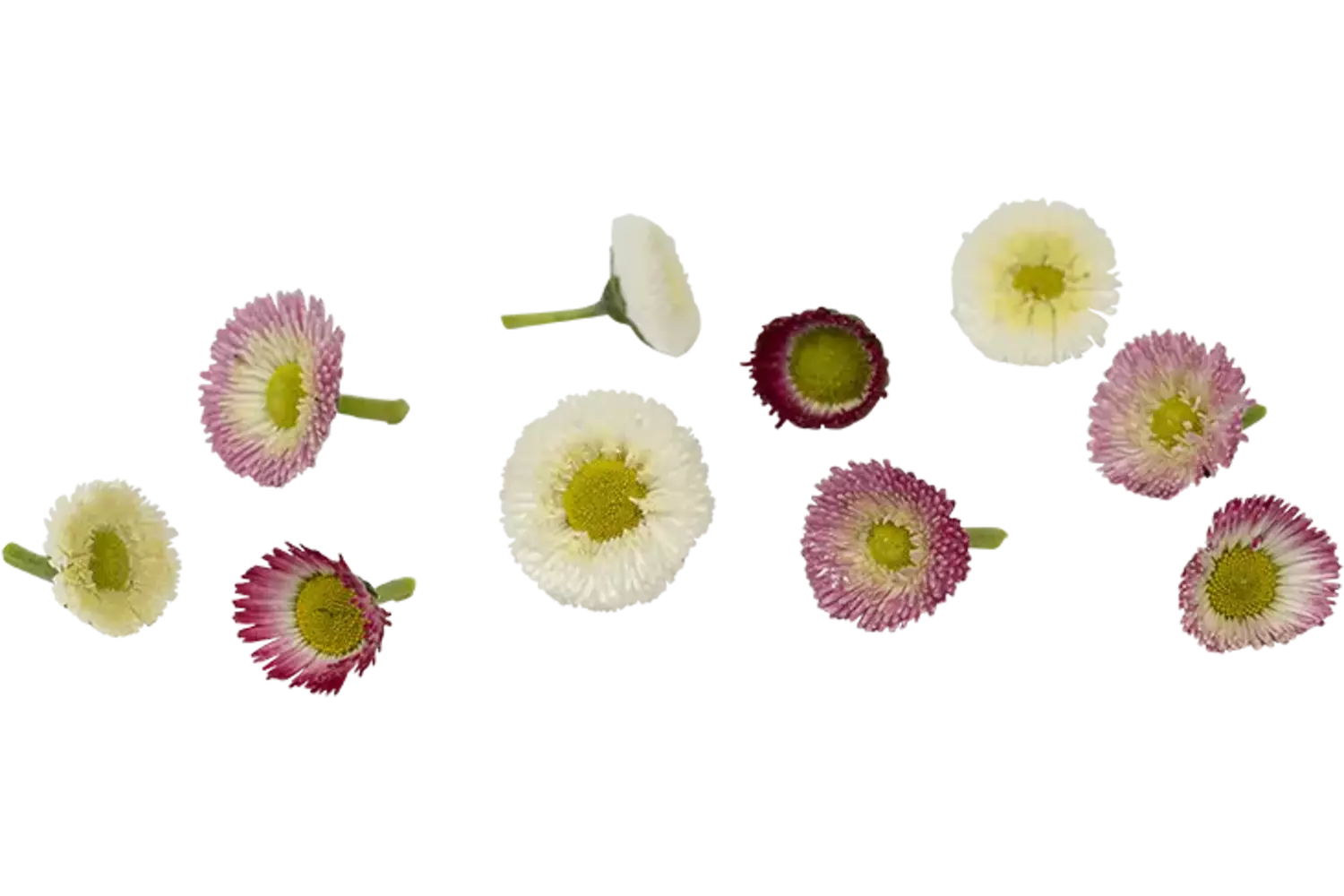 Eetbare bloemen Bellis 25st stuk 1