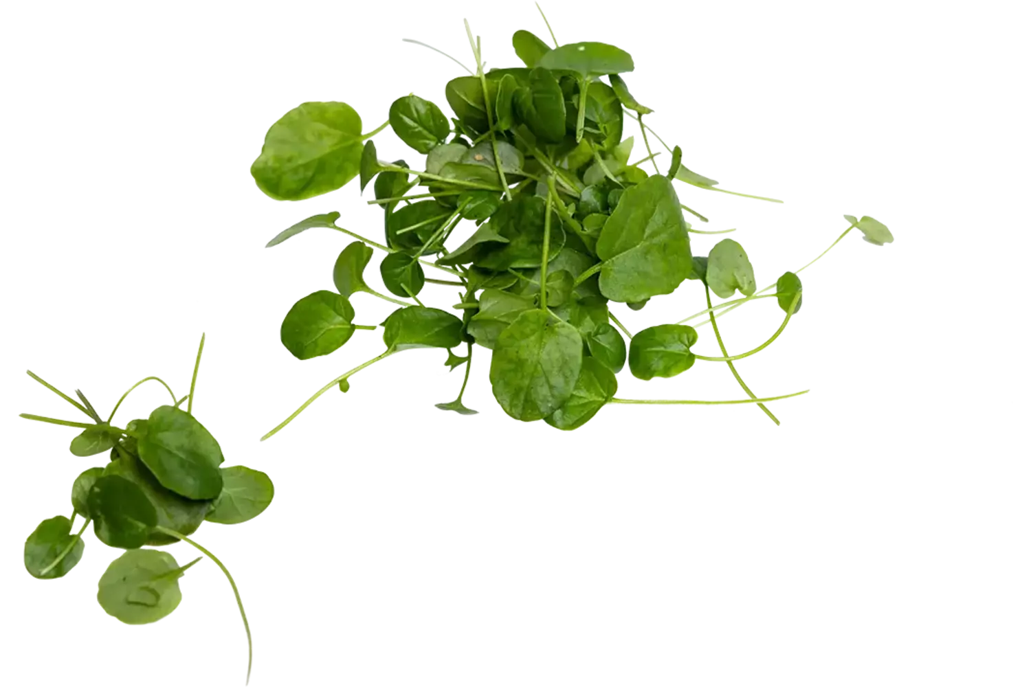 Barberakruid cress 35st. stuk 1