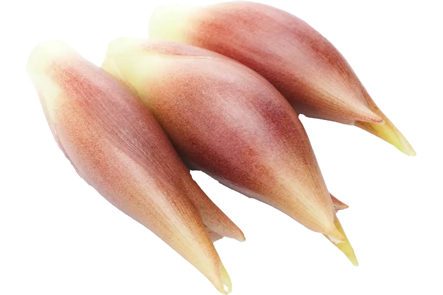 Japanse gemberbloemknop Myoga 50gr stuk 1