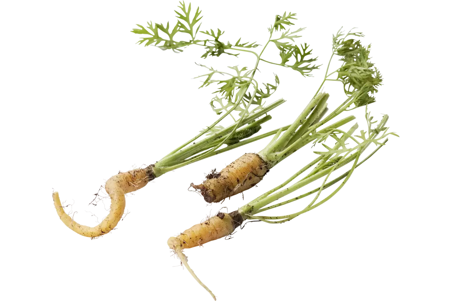 Micro peen geel 10st. stuk 1