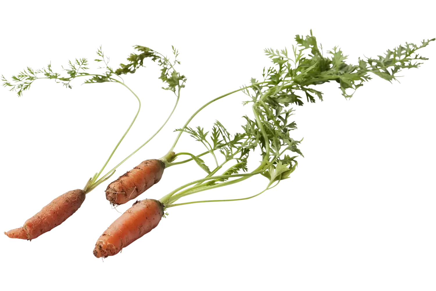 Micro peen oranje 10st. stuk 1