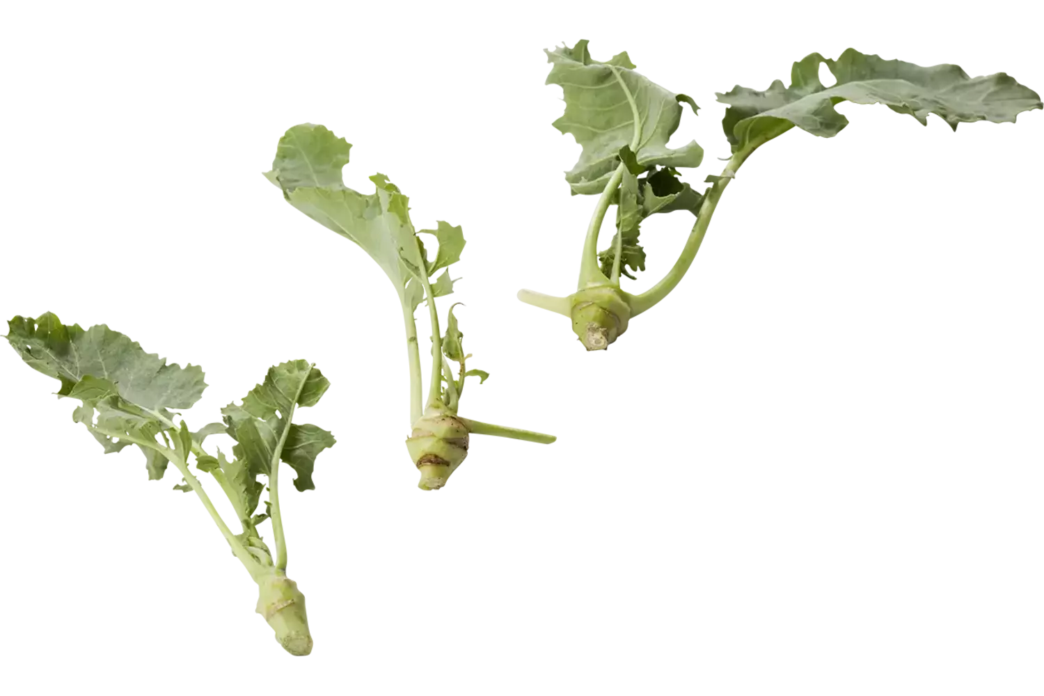 Micro koolrabi wit 10st. stuk 1