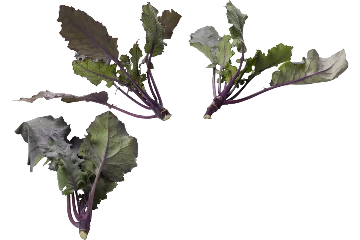 Micro koolrabi paars 10st. stuk 1