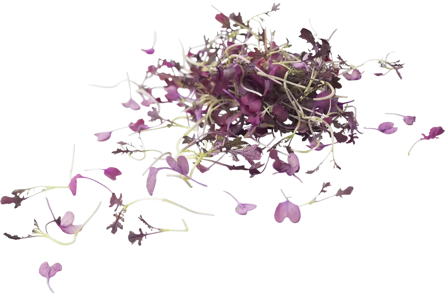 Micro Red Mustard 15gr stuk 1