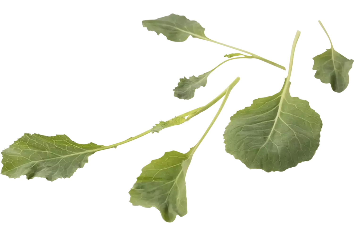 Micro bladkool 30st stuk 1