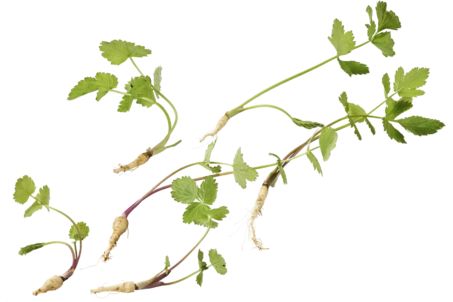 Micro pastinaken 10st stuk 1
