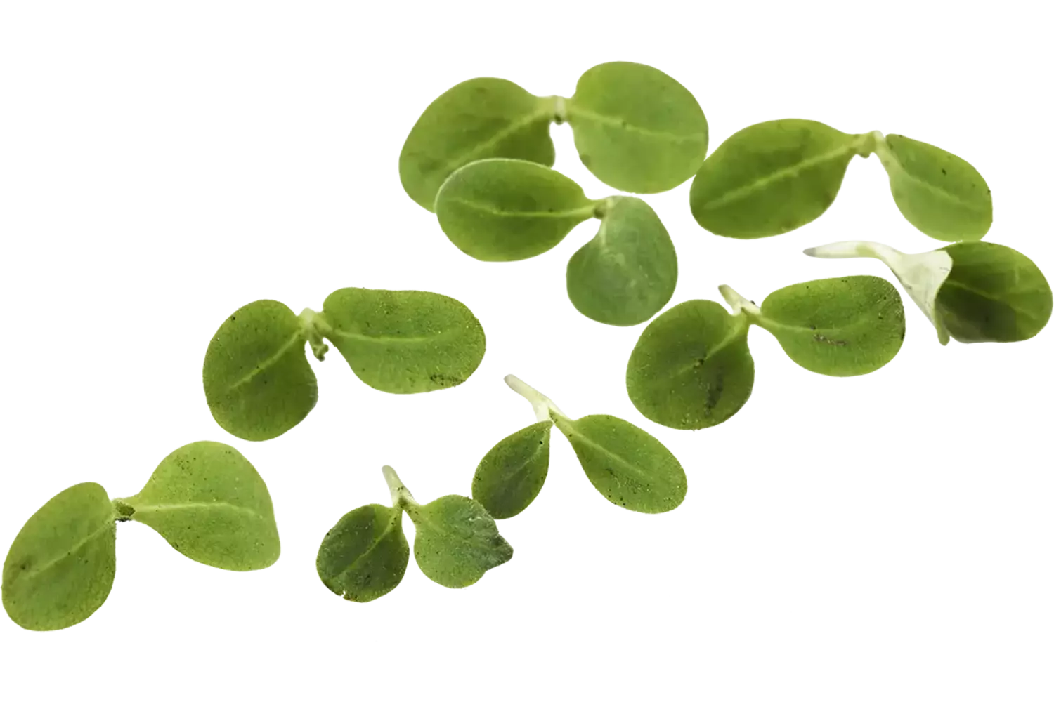 Micro borage kruid 20gr stuk 1
