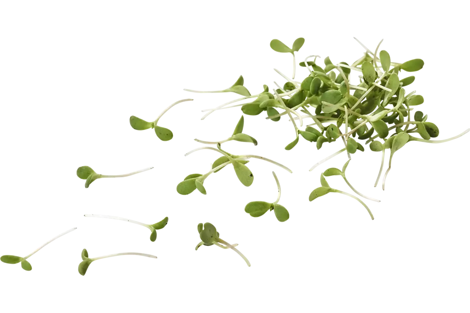 Micro wilde rucola 15gr stuk 1