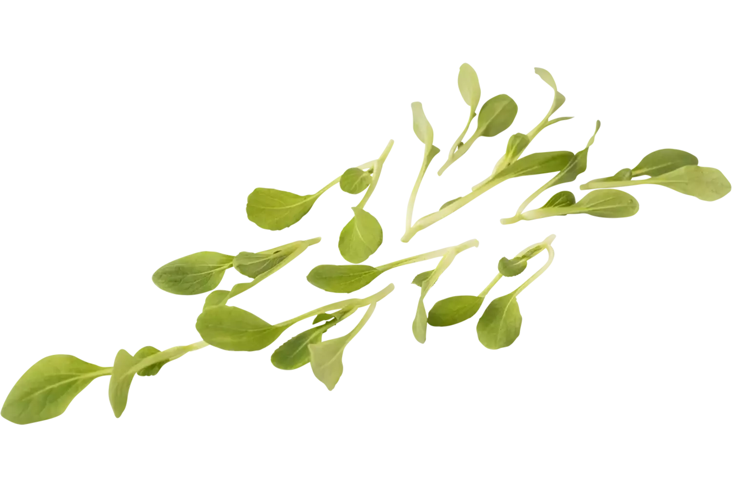 Micro paksoi groen 30st stuk 1