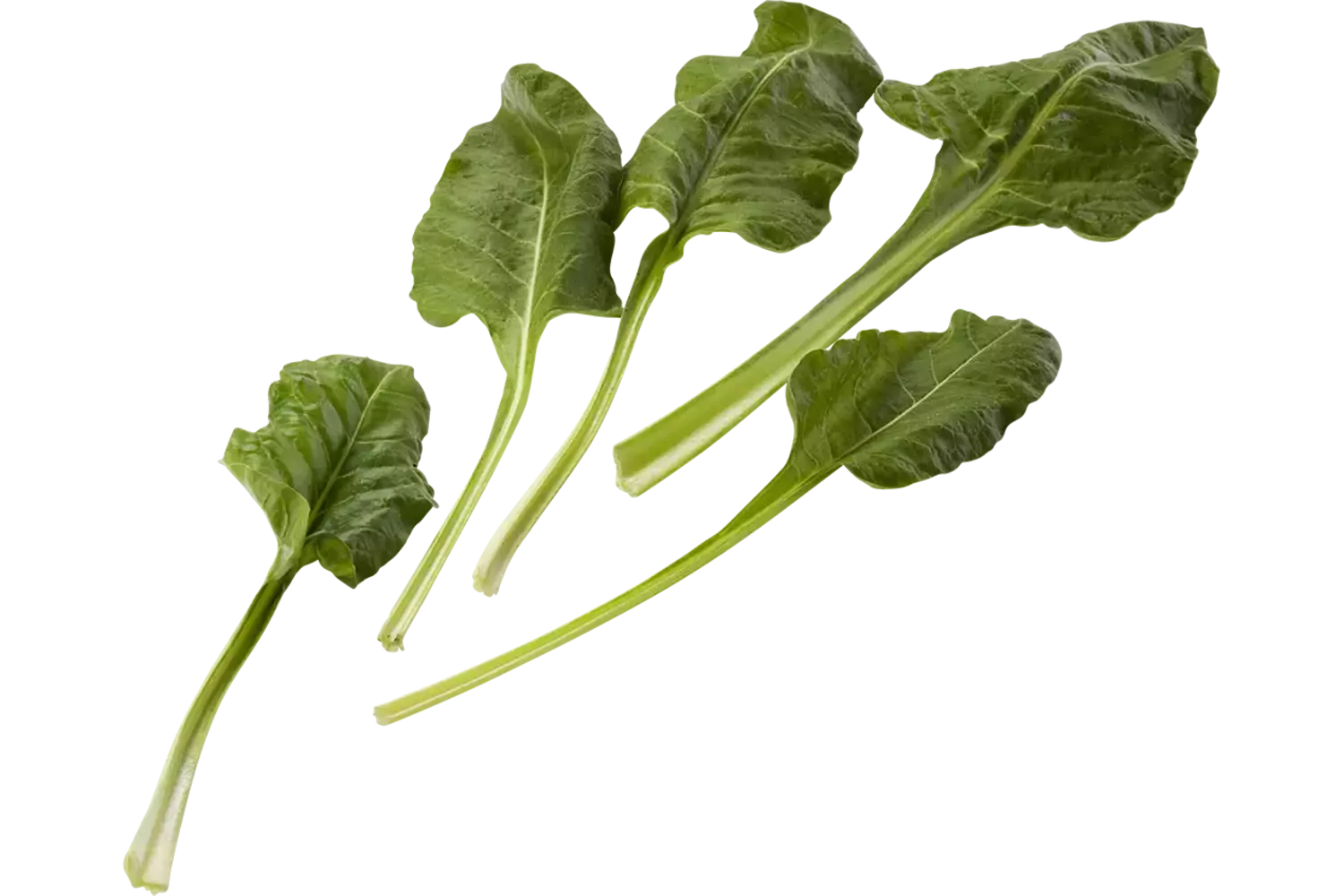 Snijbiet groen verpakt 250gr stuk 1