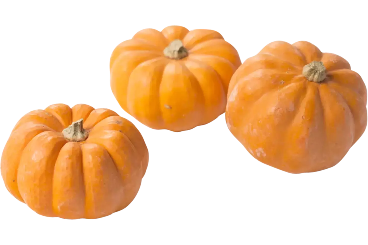 Mini muskaat pompoen maat 18 stuk 1