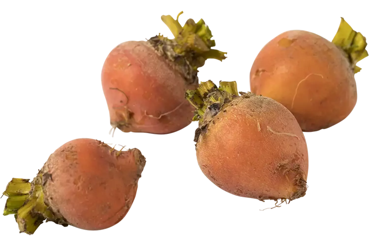 Mini biet geel 200gr stuk 1