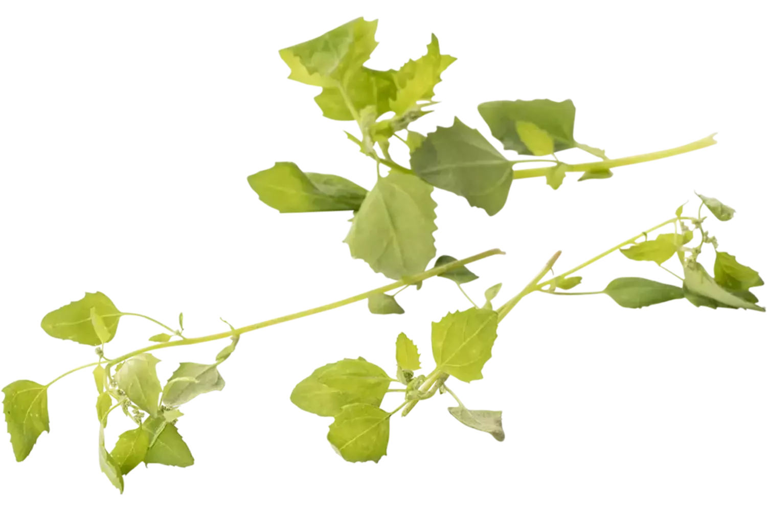 Groene melde 30gr stuk 1