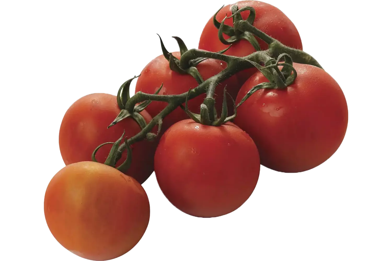 Trostomaten verpakt 750gr stuk 1