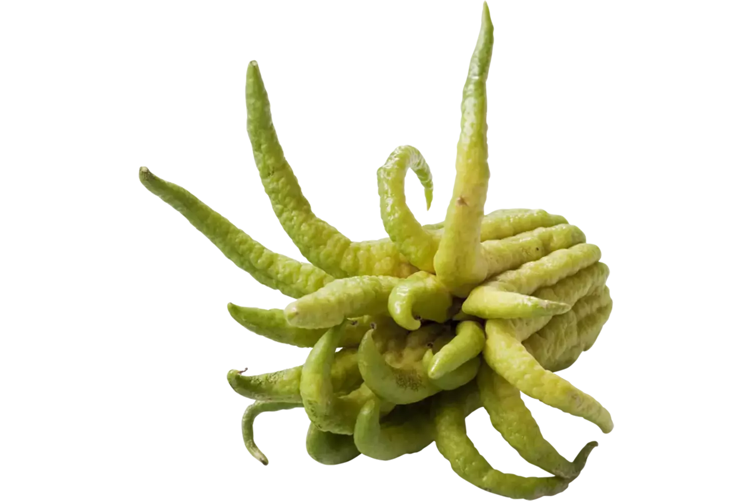 Buddha Fingers stuk 1