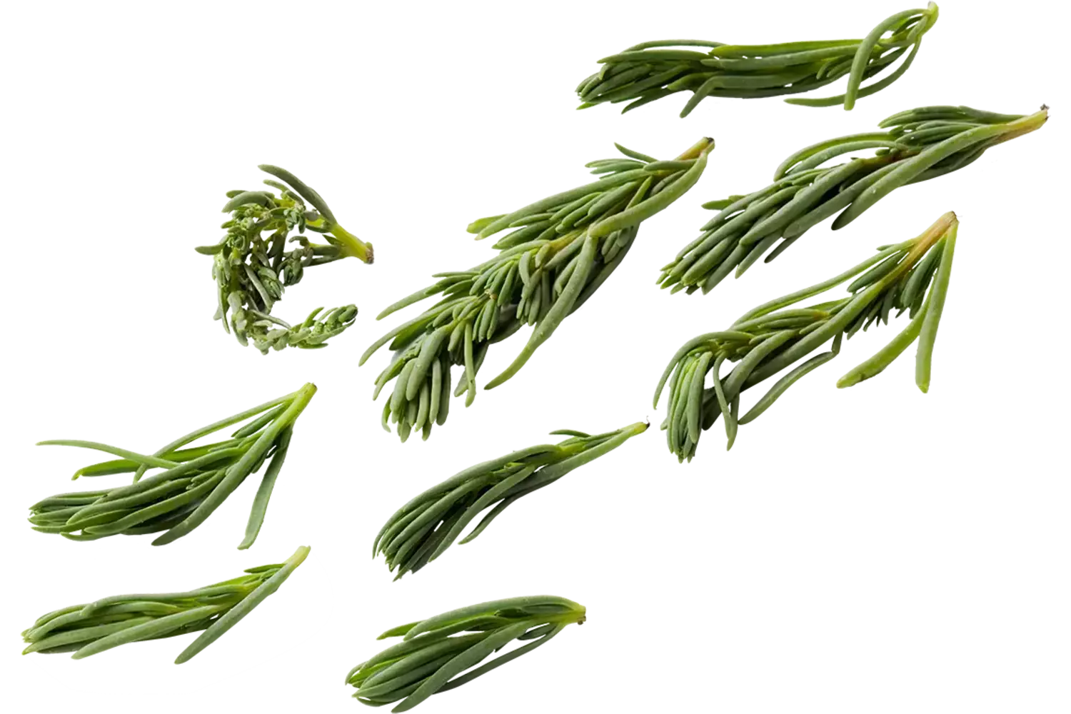 Schorrekruid  250gr. stuk 1