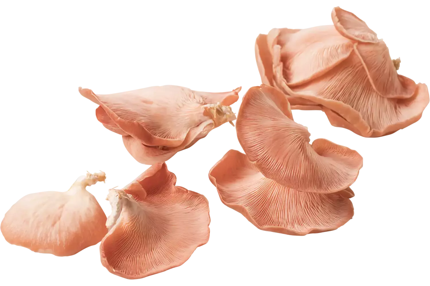 Roze Oesterzwam kist 1 kilogram 1