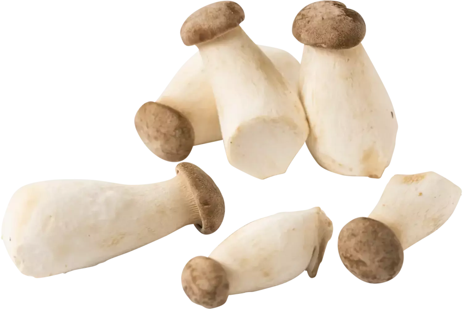 Mini king oyster 300gr stuk 1