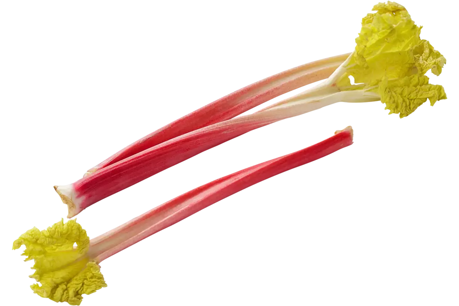 Rabarber verpakt 1kg stuk 1