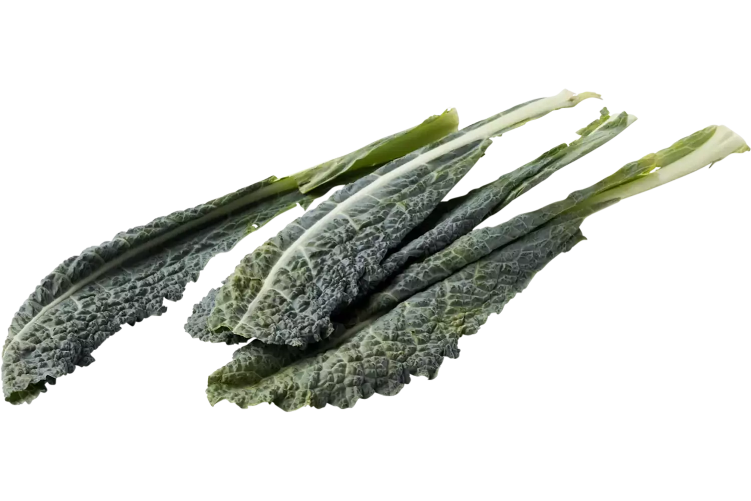 Palmkool - cavolo nero verpakt 250gr stuk 1