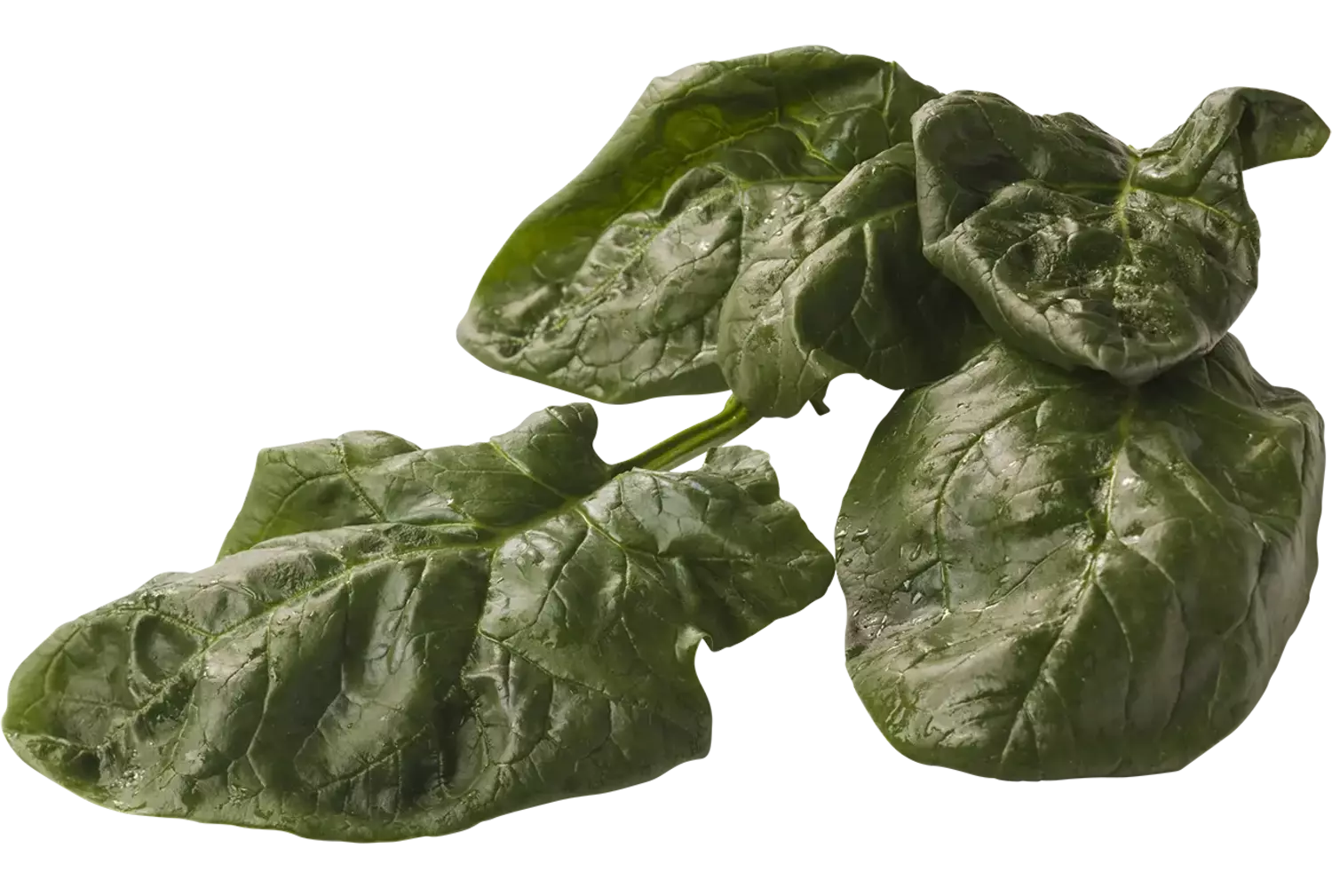 Wilde spinazie belgie verpakt 1kg stuk 1