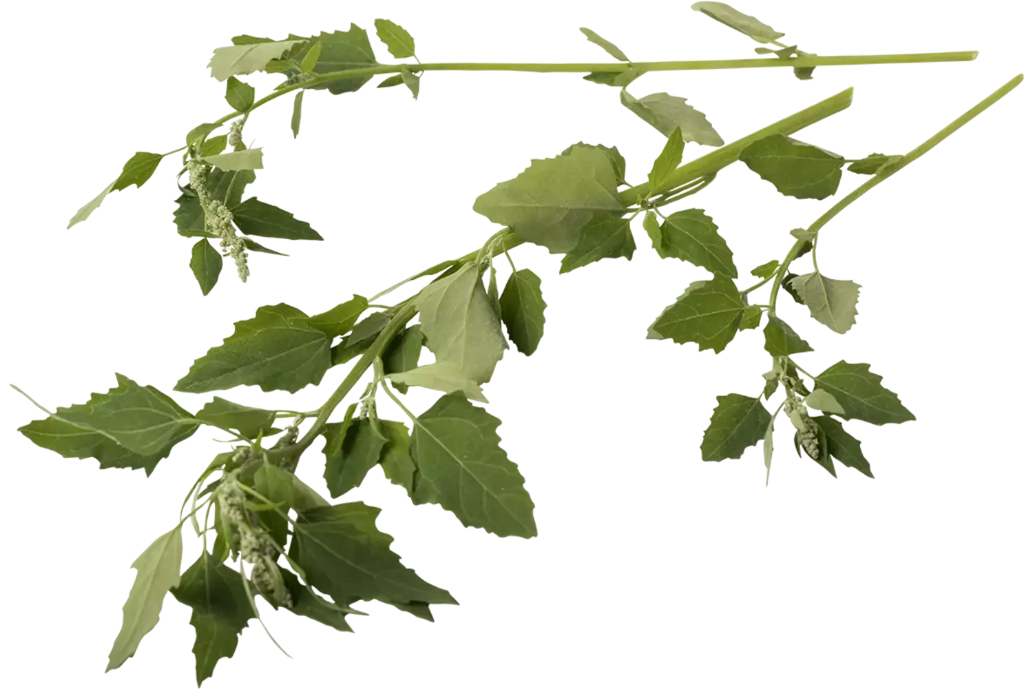 Ganzevoet 40gr. stuk 1