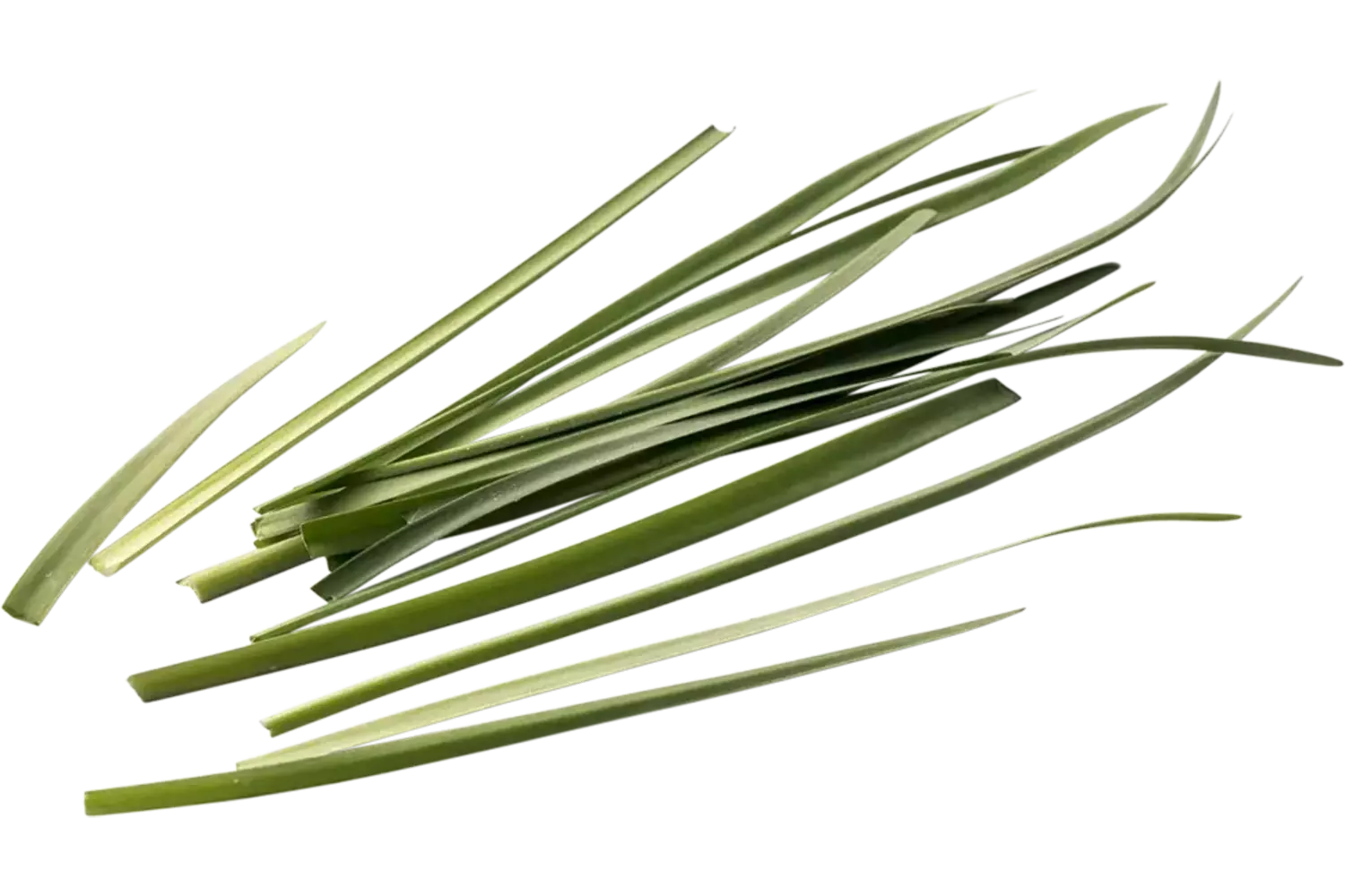 Wilde knoflook 20gr. stuk 1
