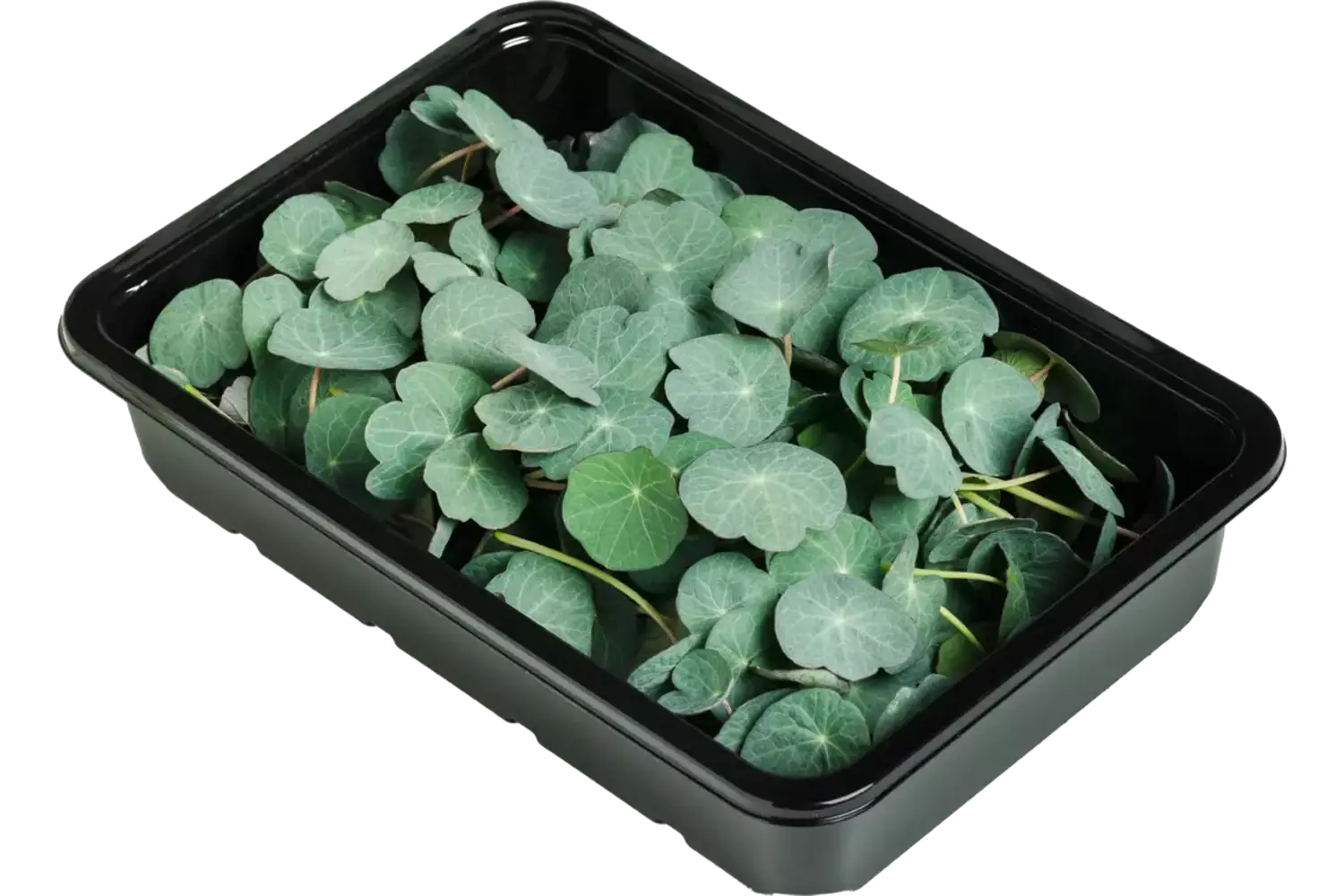 Oost indi. kers -Blue pepe nastrium15gr stuk 2