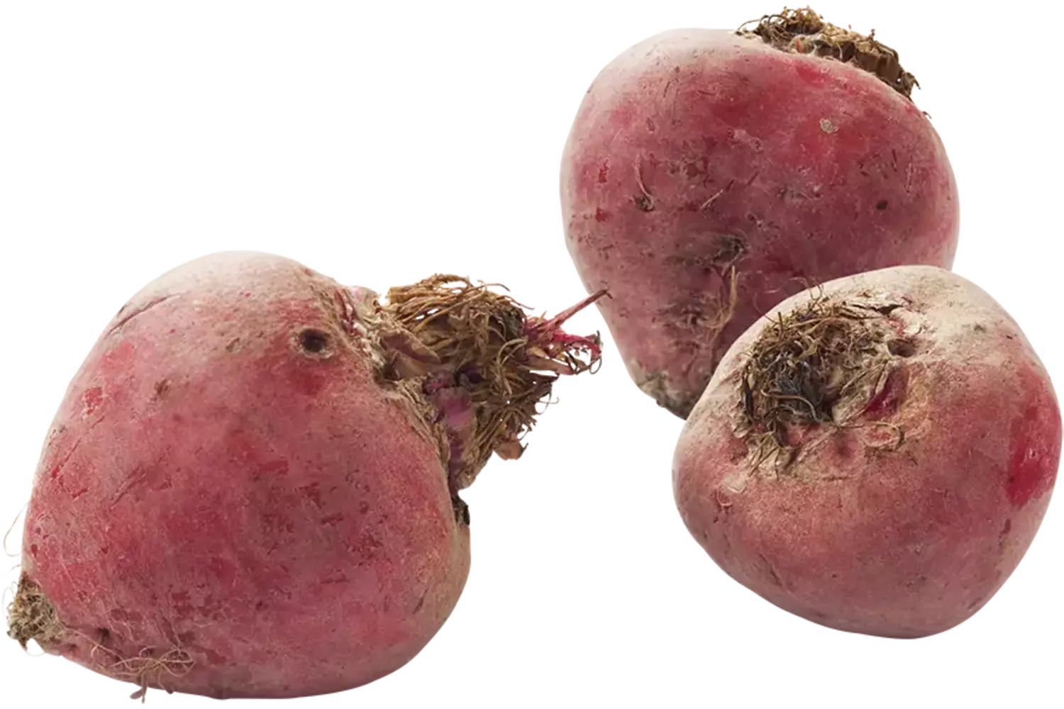 Chioggia bieten verpakt 1kg stuk 1