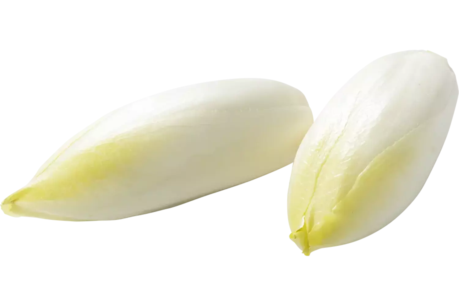 Witlof kort 9-12 verpakt 500gr stuk 1