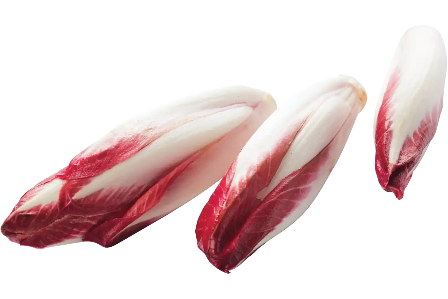 Rood witlof verpakt 500gr stuk 1