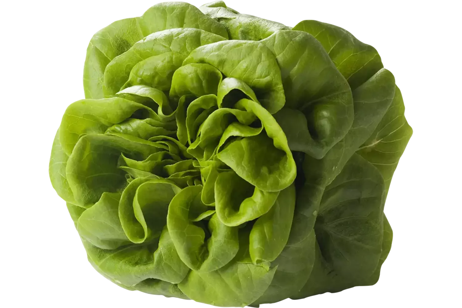 Salanova groen stuk 1