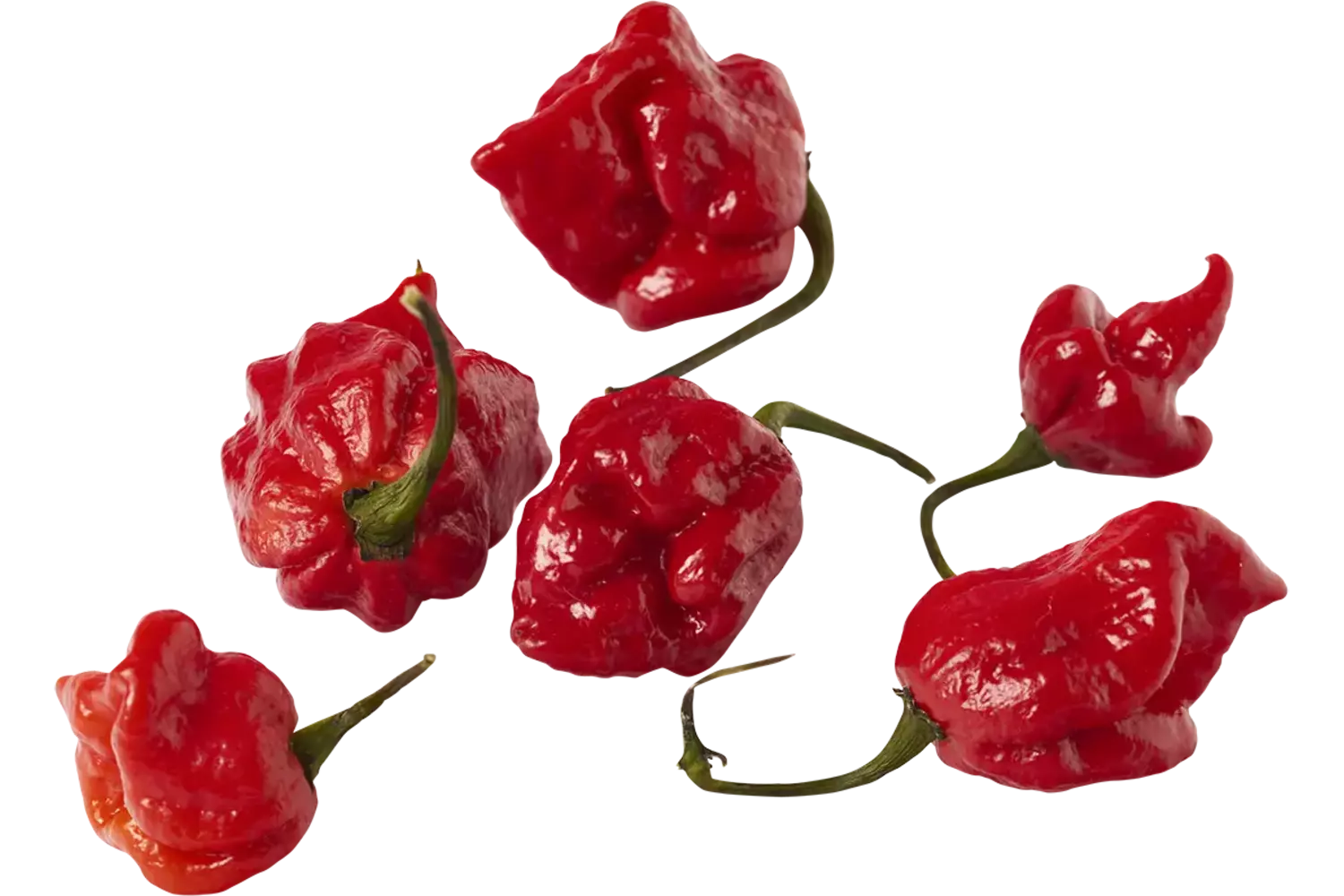 Carolina reaper pepers 50gr stuk 1