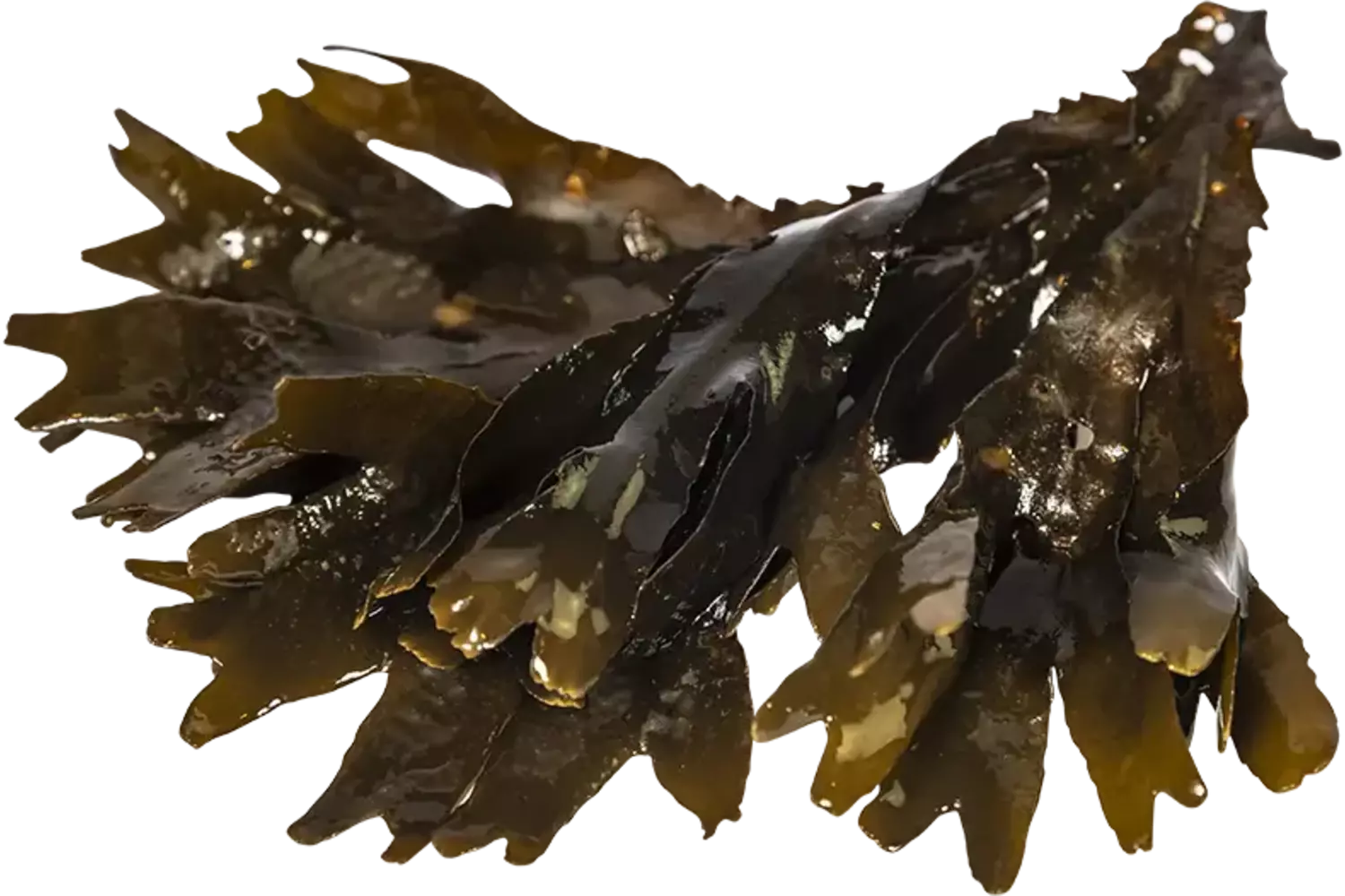 Zee eik 200gr stuk 1