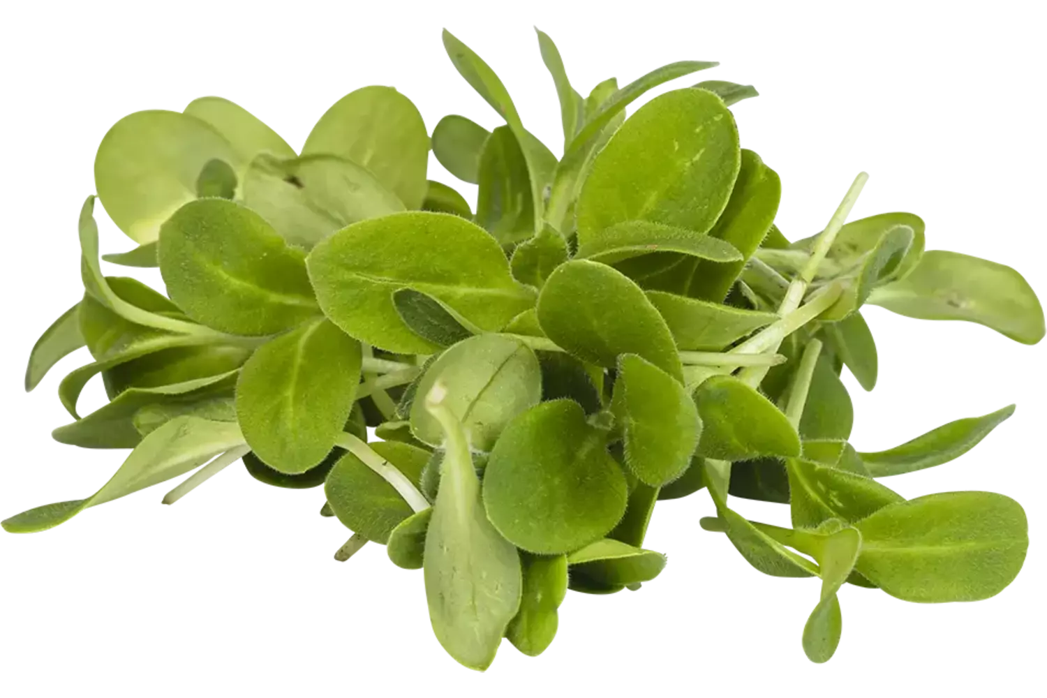 Komkommerkruid 40gr stuk 1