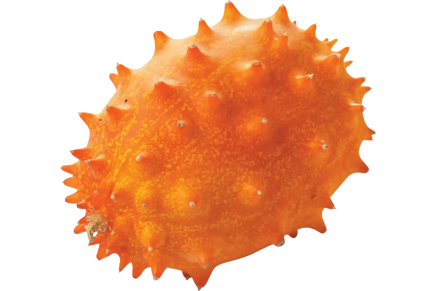 Kiwano stuk 1