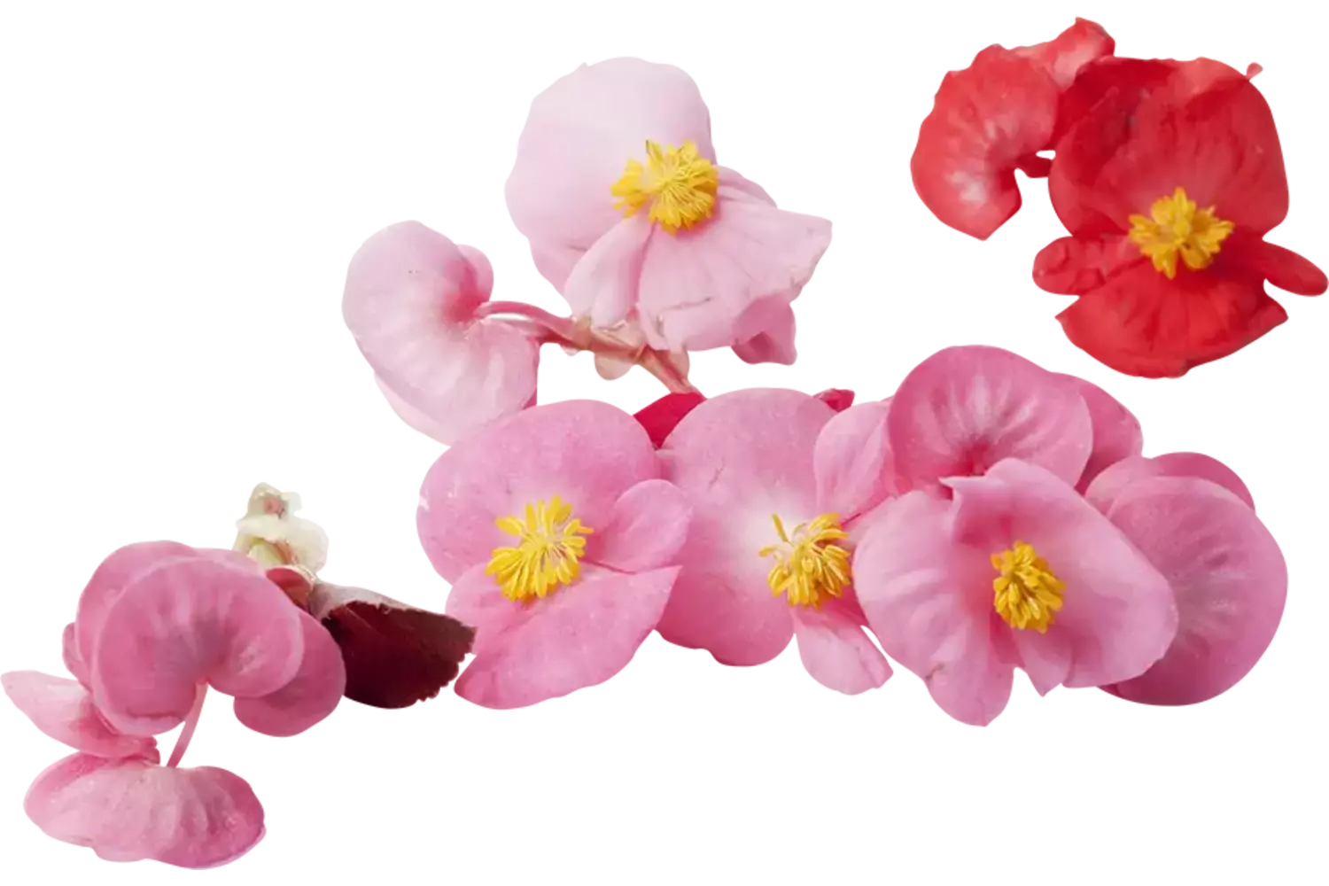 Eetbare bloem Begonia (12-15 st.) stuk 1