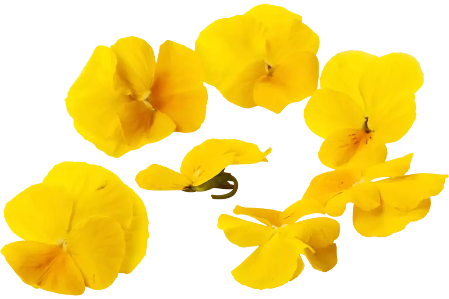 Eetbare bloem gele viooltjes 30-40st stuk 1