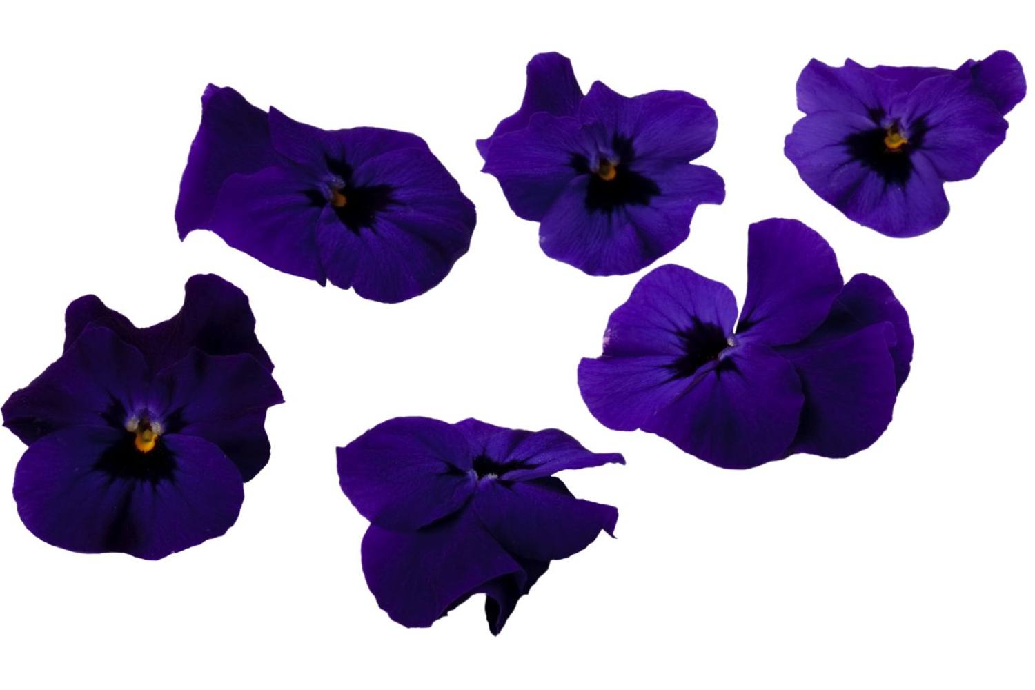 Eetbare bloem paarse viooltjes 20-25st stuk 1