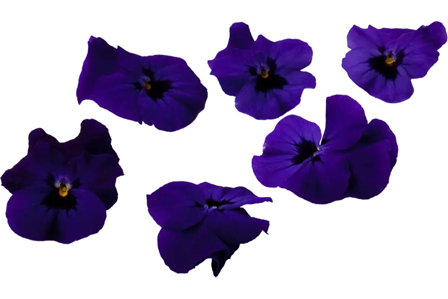 Eetbare bloem paarse viooltjes 30-40st stuk 1