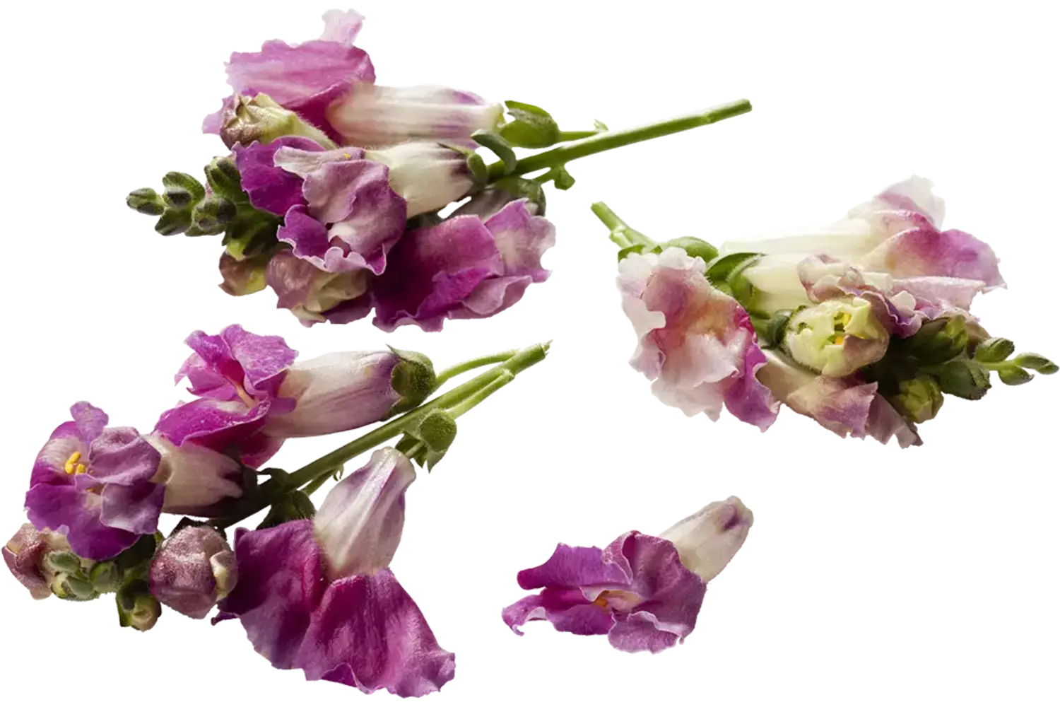 Eetbare bloem Lekker Leeuwenbekken stuk 1