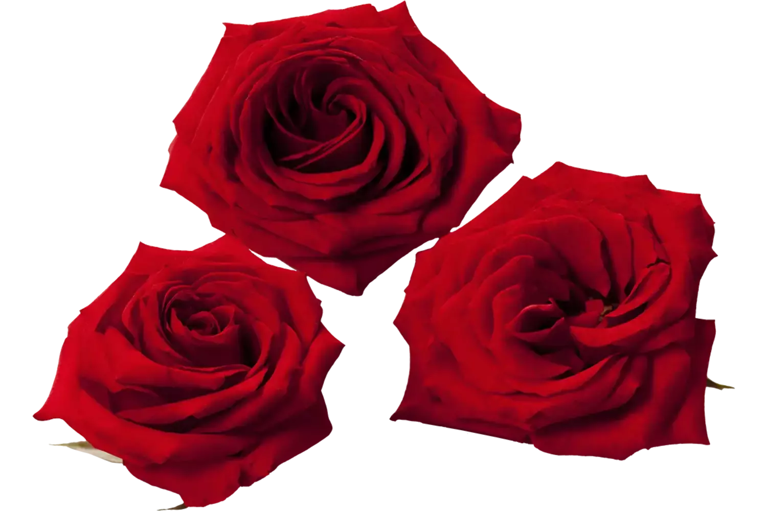 Eetbare bloem Rozen (10 st.) stuk 1