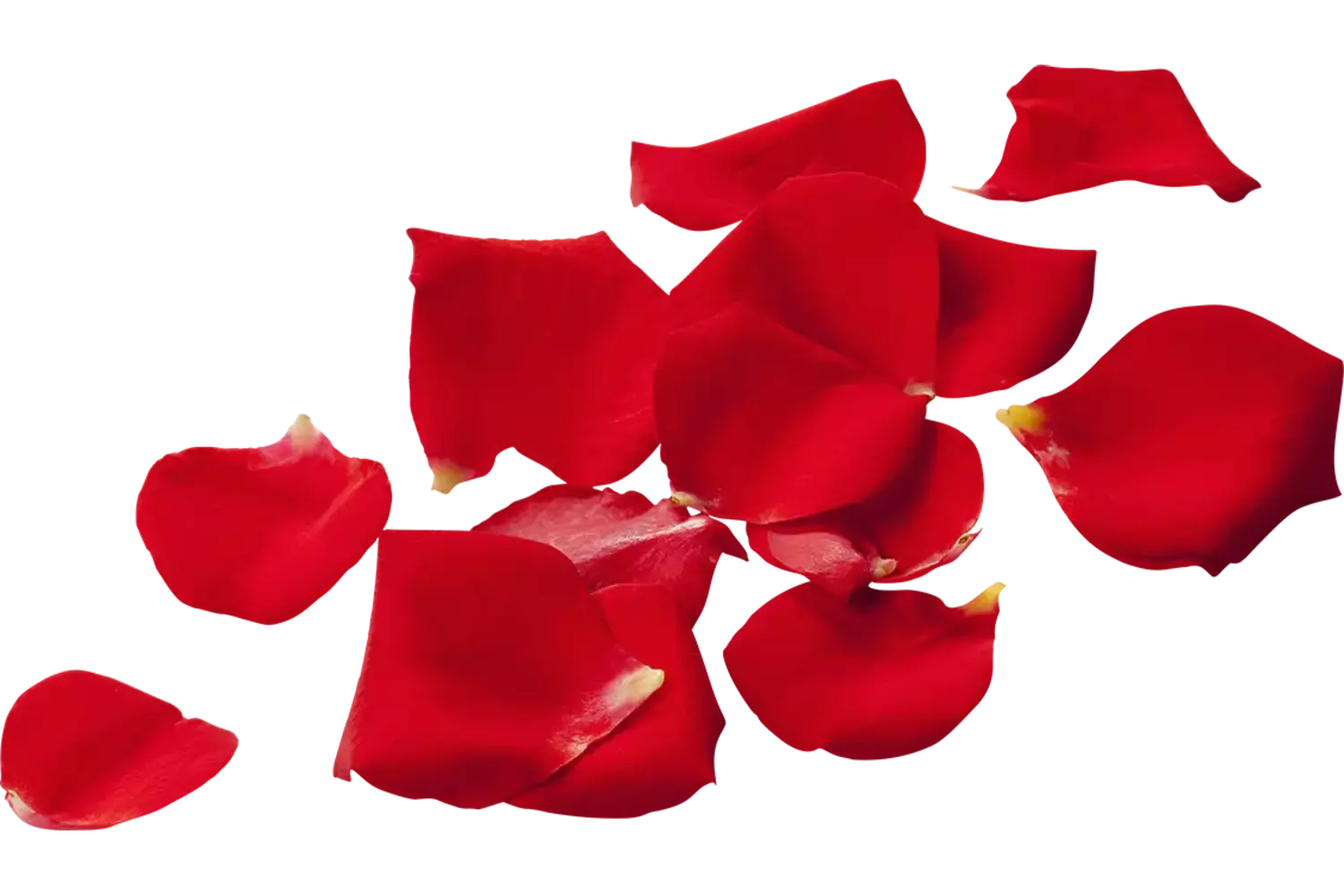 Eetbare bloem Rozenblaadjes (150-200st) stuk 1