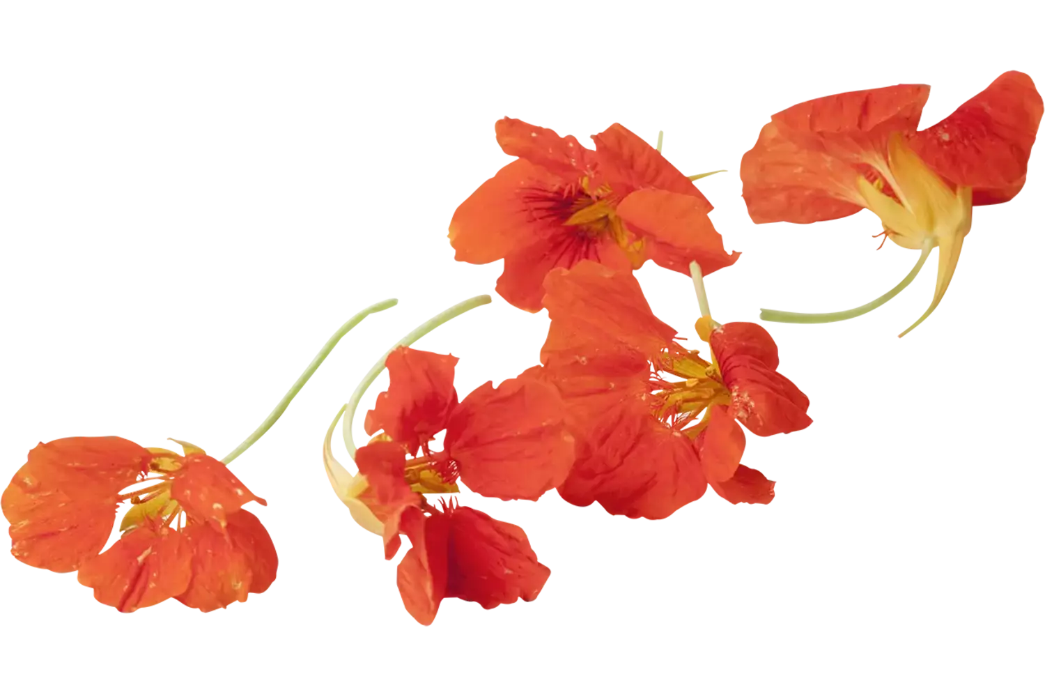 Eetbare bloem Oost-Indische Kers +-- 5st stuk 1