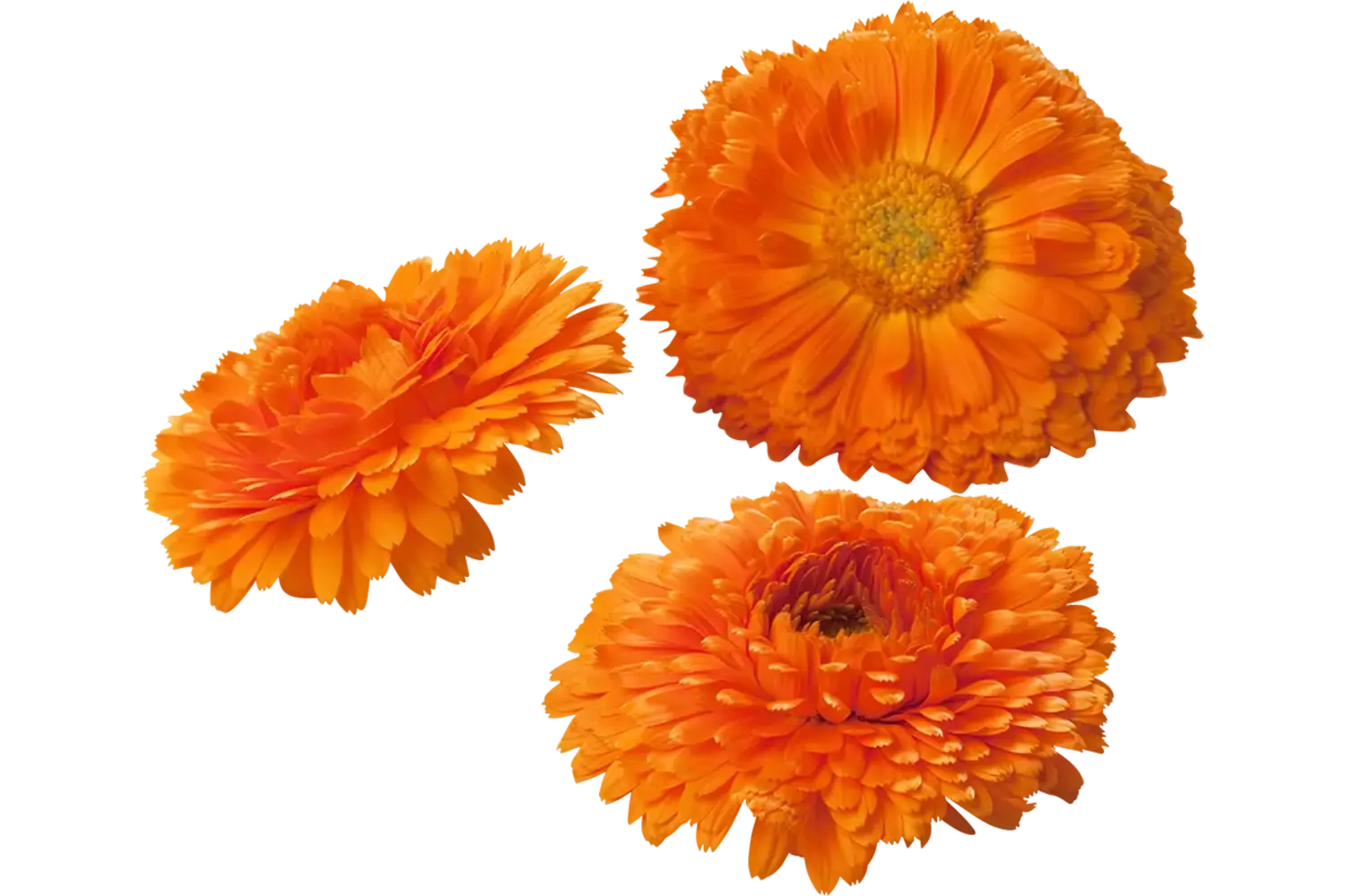 Eebare bloem Calendula-Goudsbloem 6-8st stuk 1